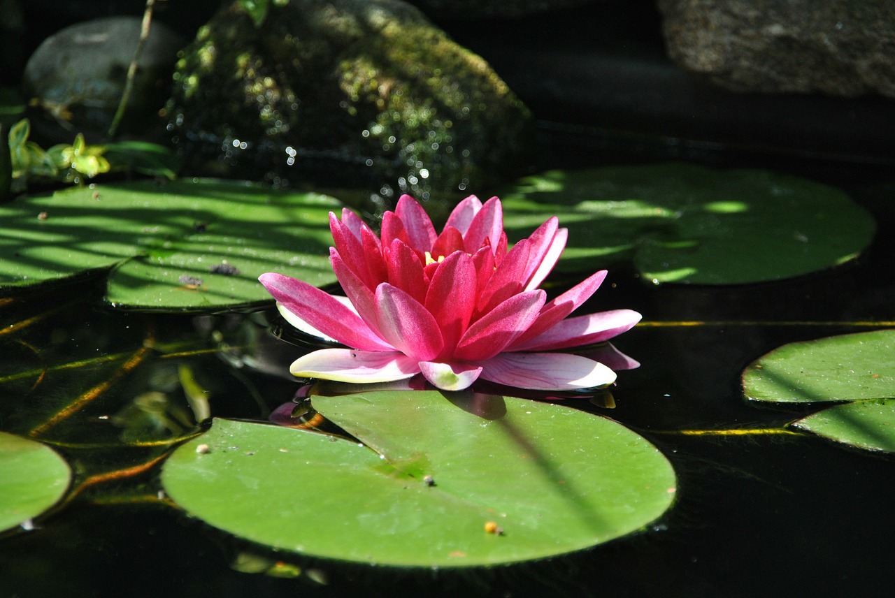 water lily pond aquatic plant free photo