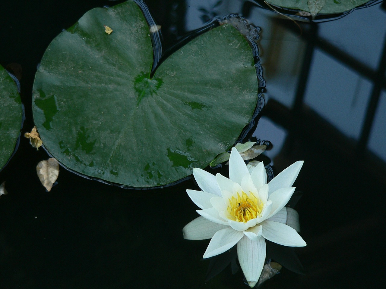 water lily flower pond free photo