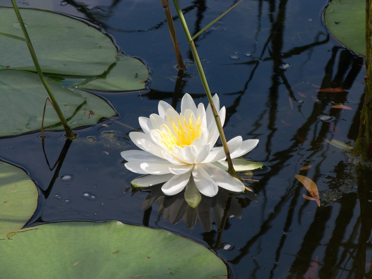 water lily flower white free photo