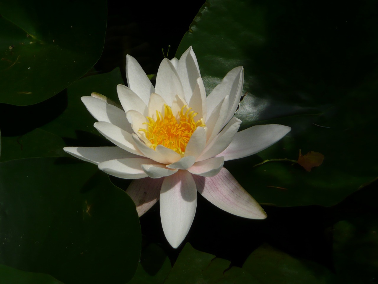 water lily full bloom white free photo