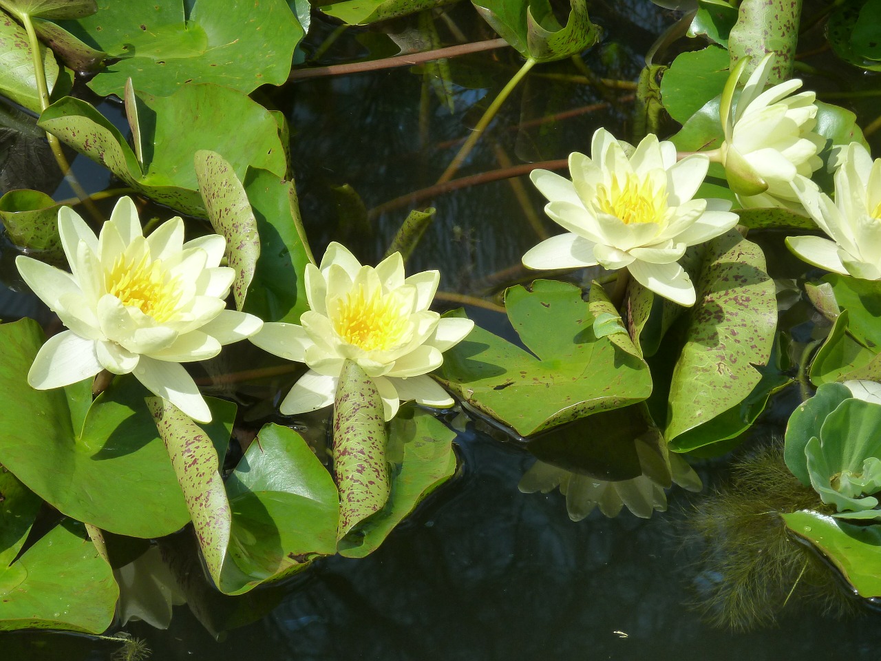 water lily water yellow free photo