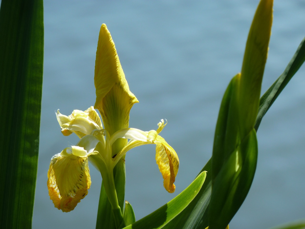 water lily bank lily free photo