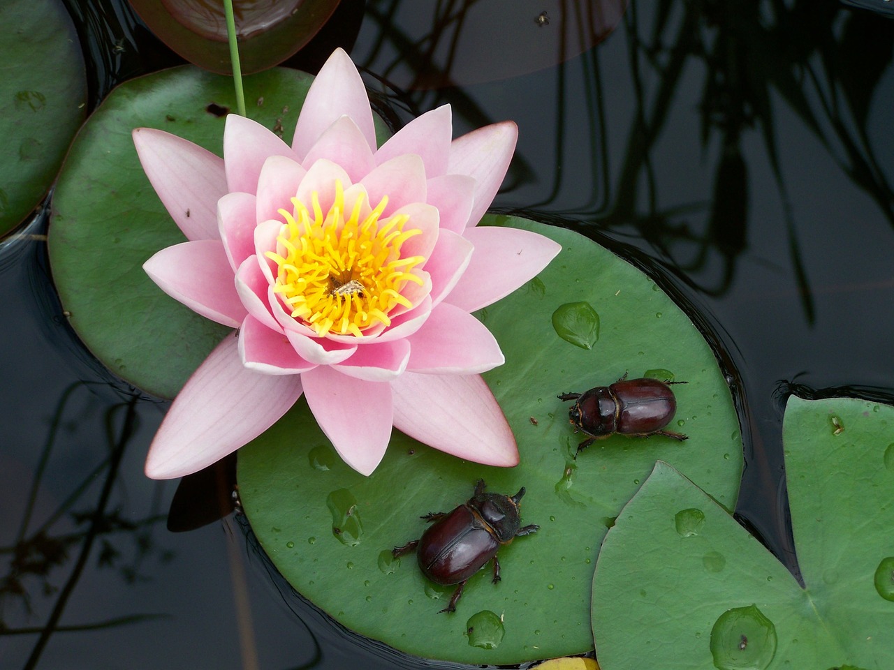 water lily beetle nature free photo