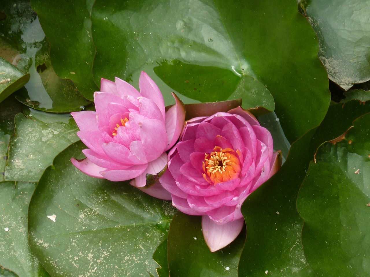 water lily flower aquatic plant free photo