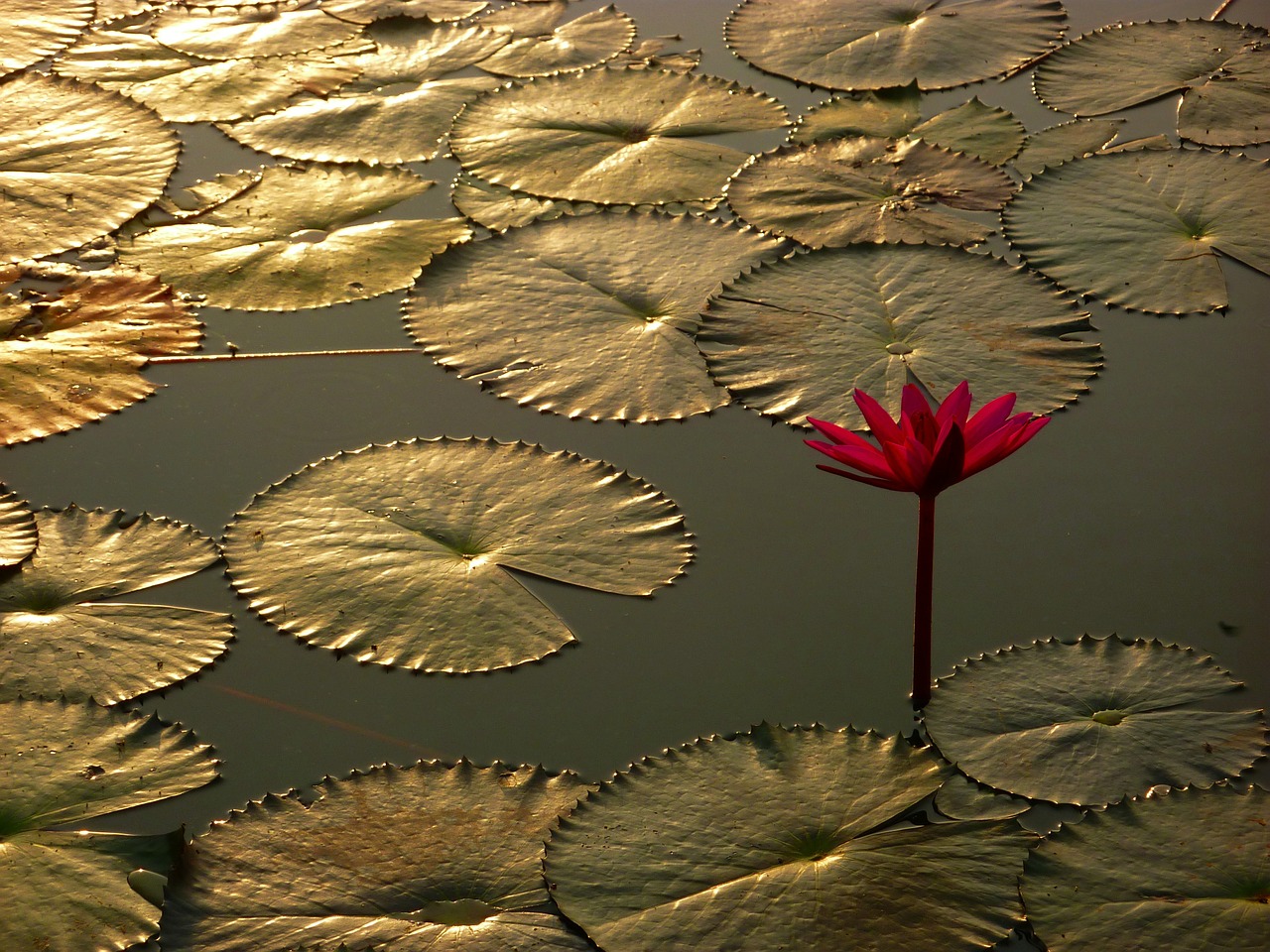 water lily aquatic plant pond free photo