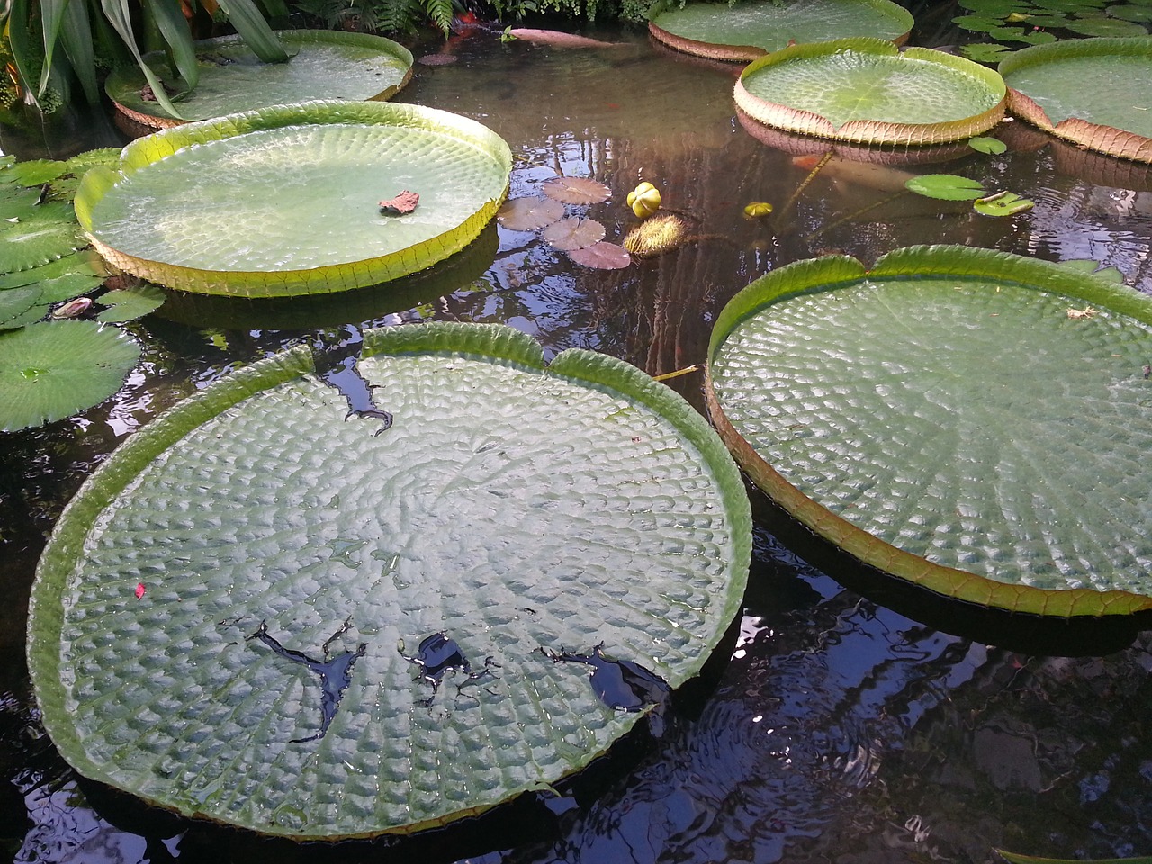 water lily giant water lily pond free photo