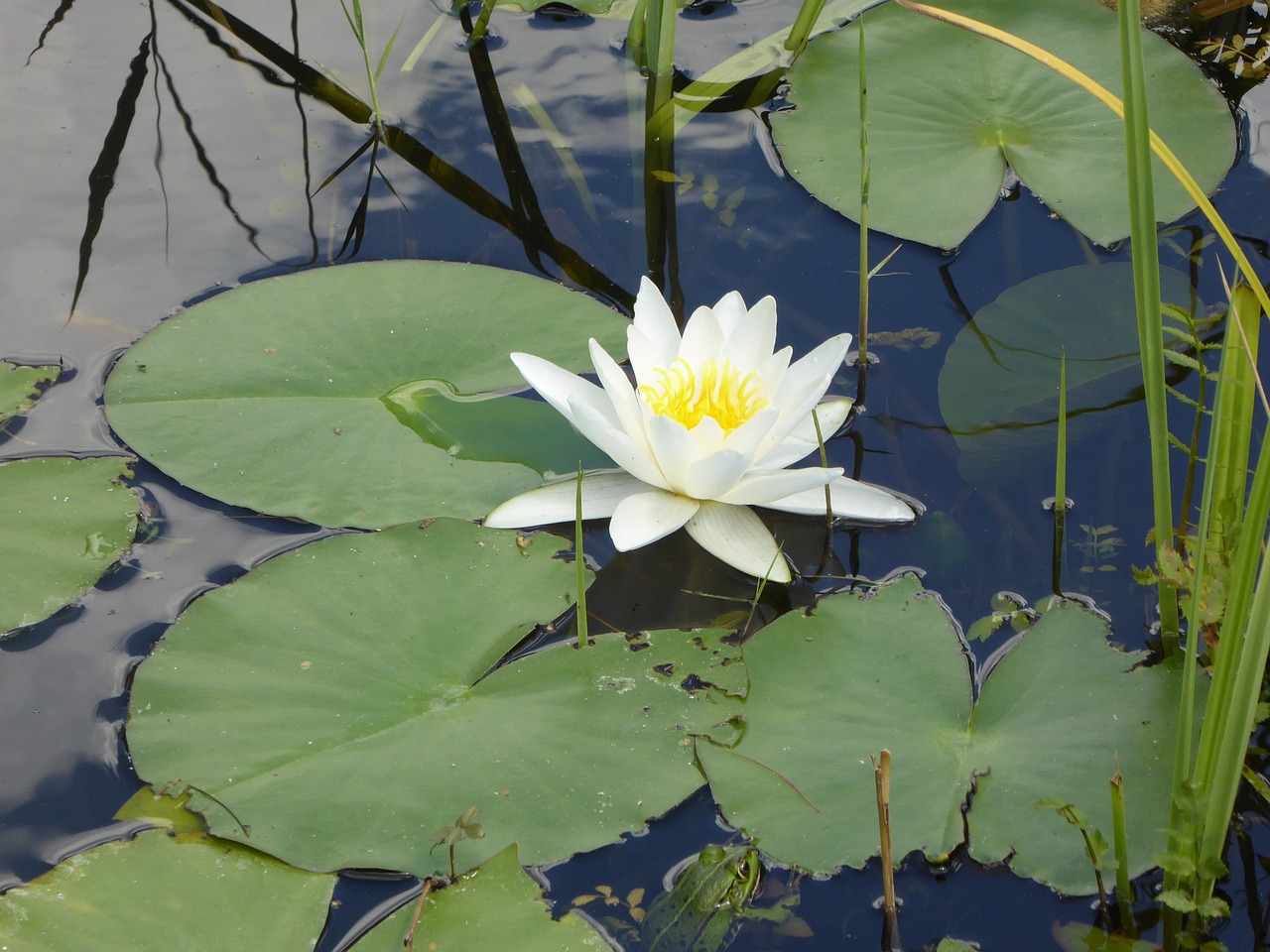 water lily flowers summer free photo