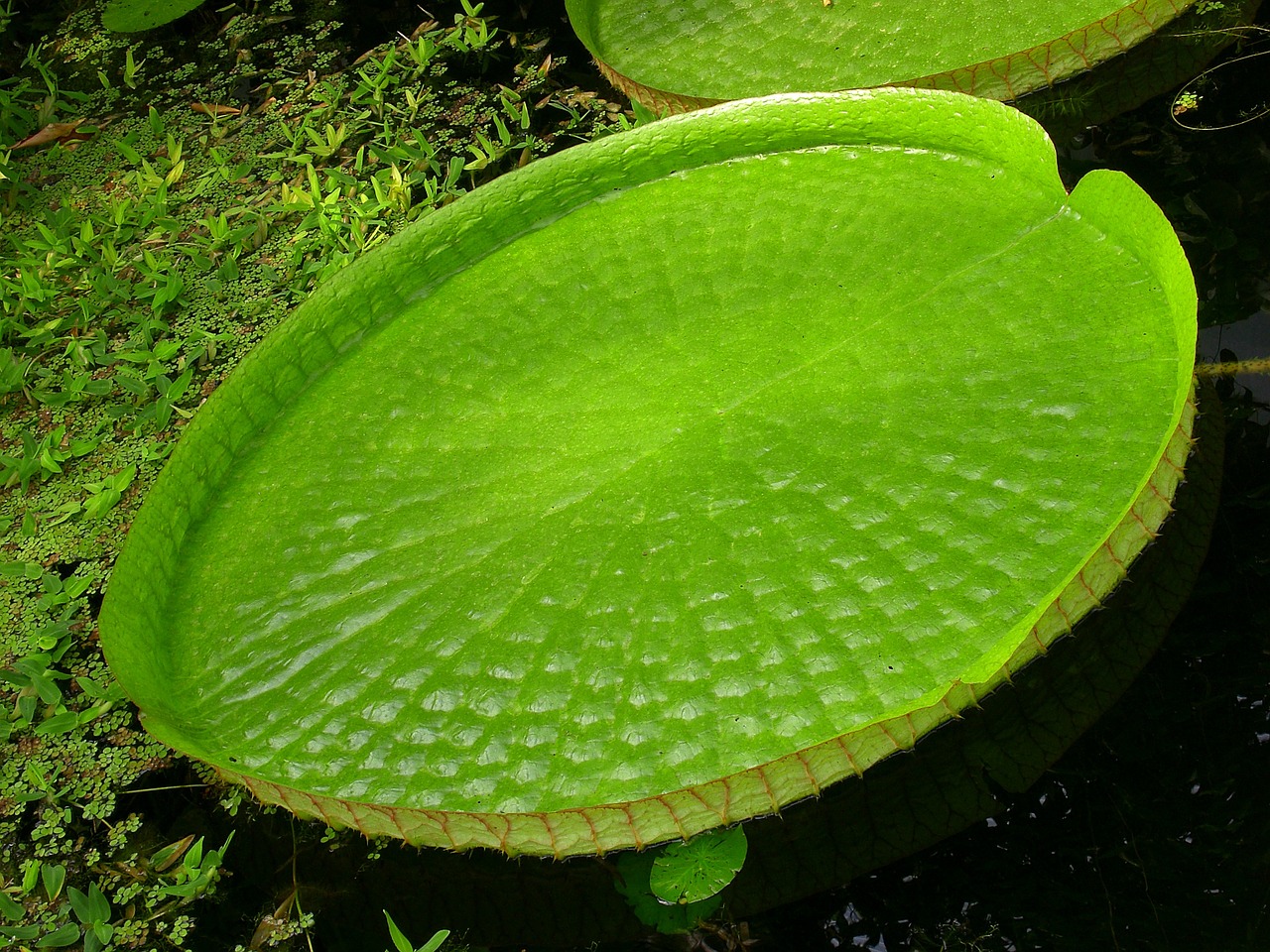 water lily giant water lily tropical free photo