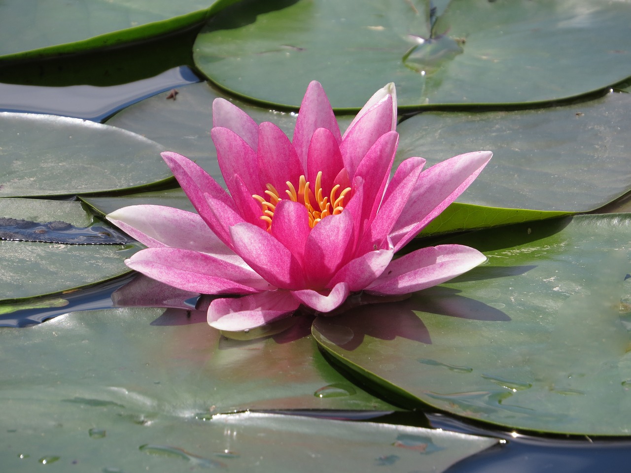 water lily water blossom free photo