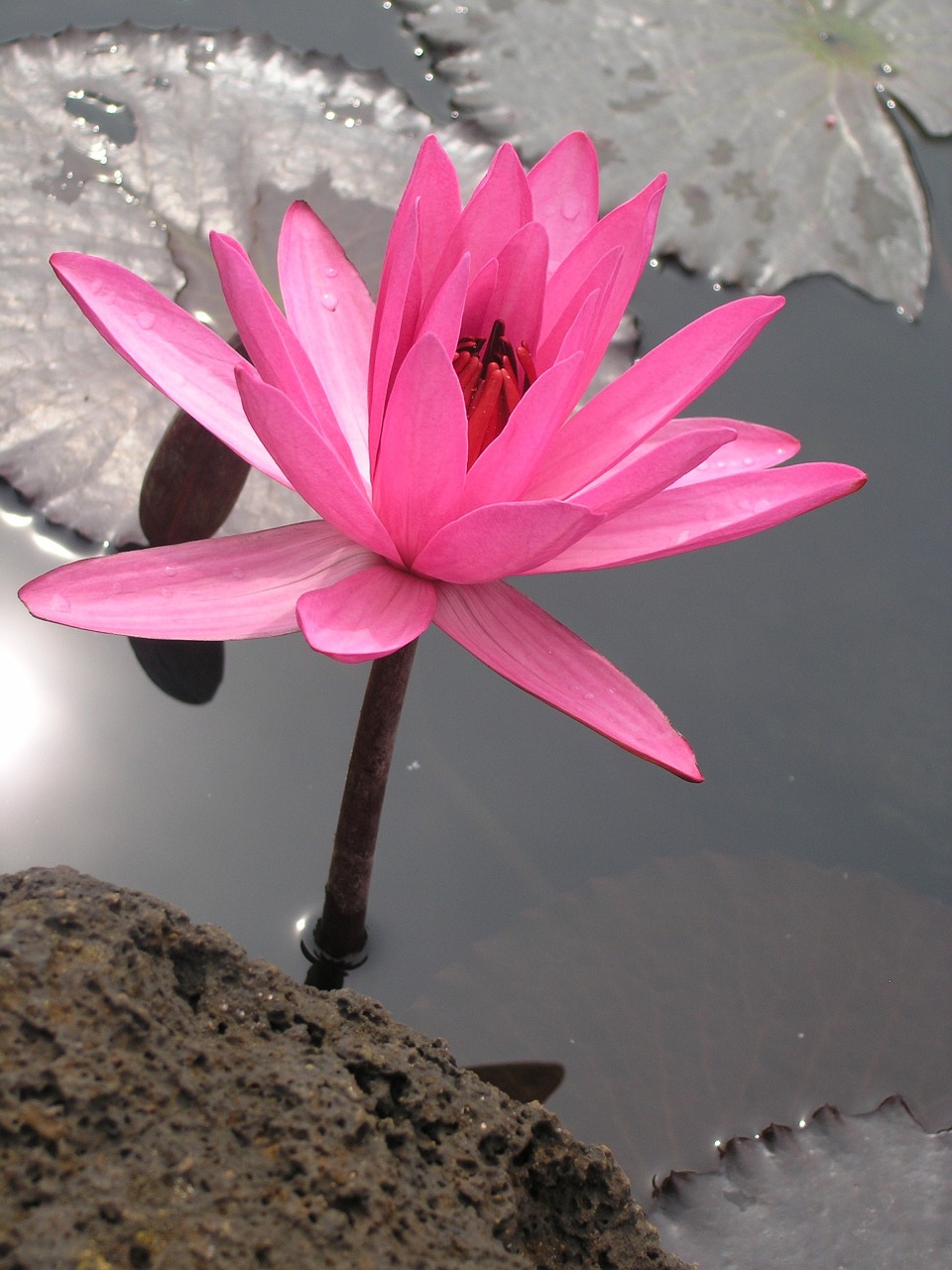 water lily flower lily free photo