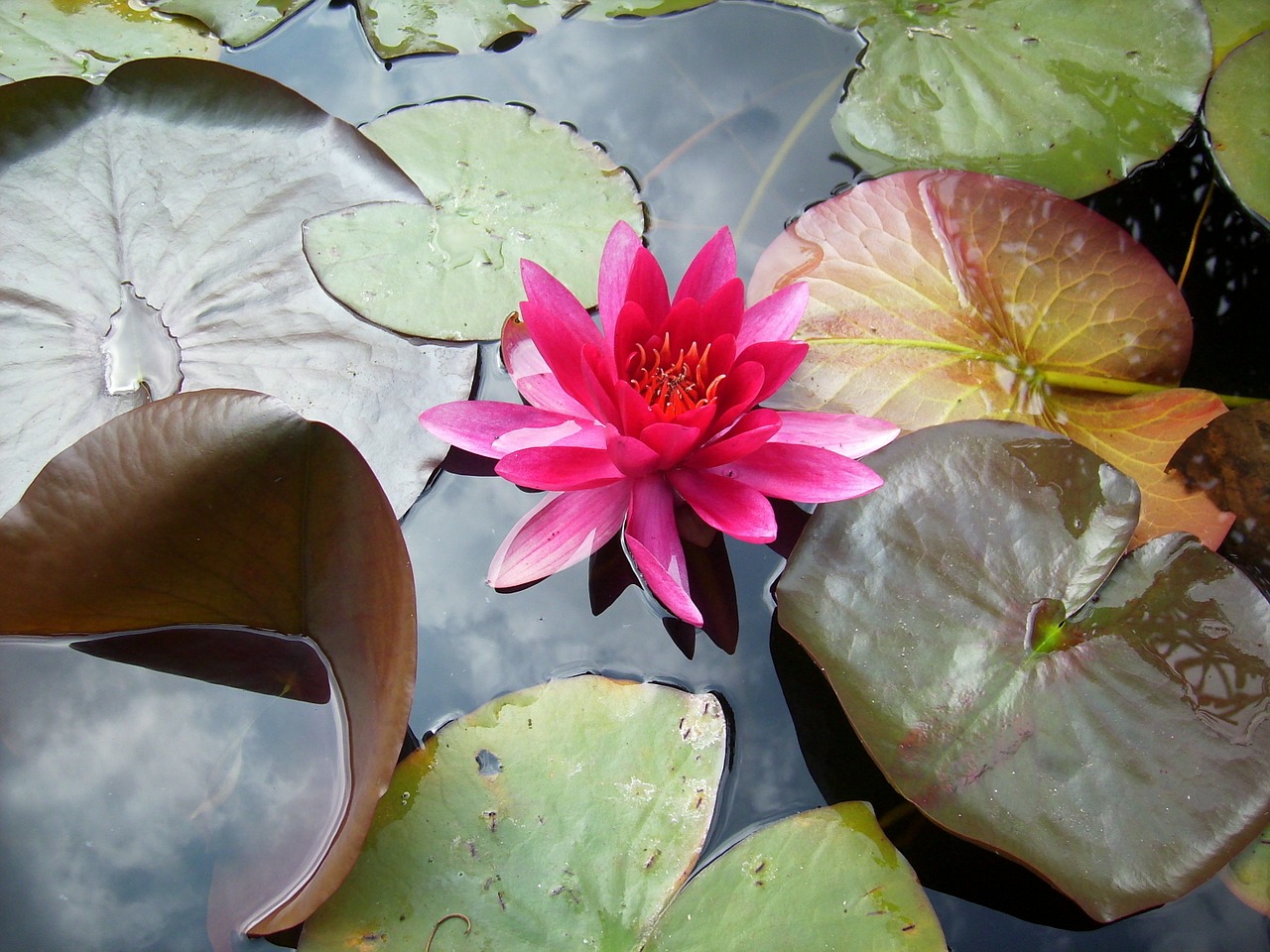 water lily eifel water free photo