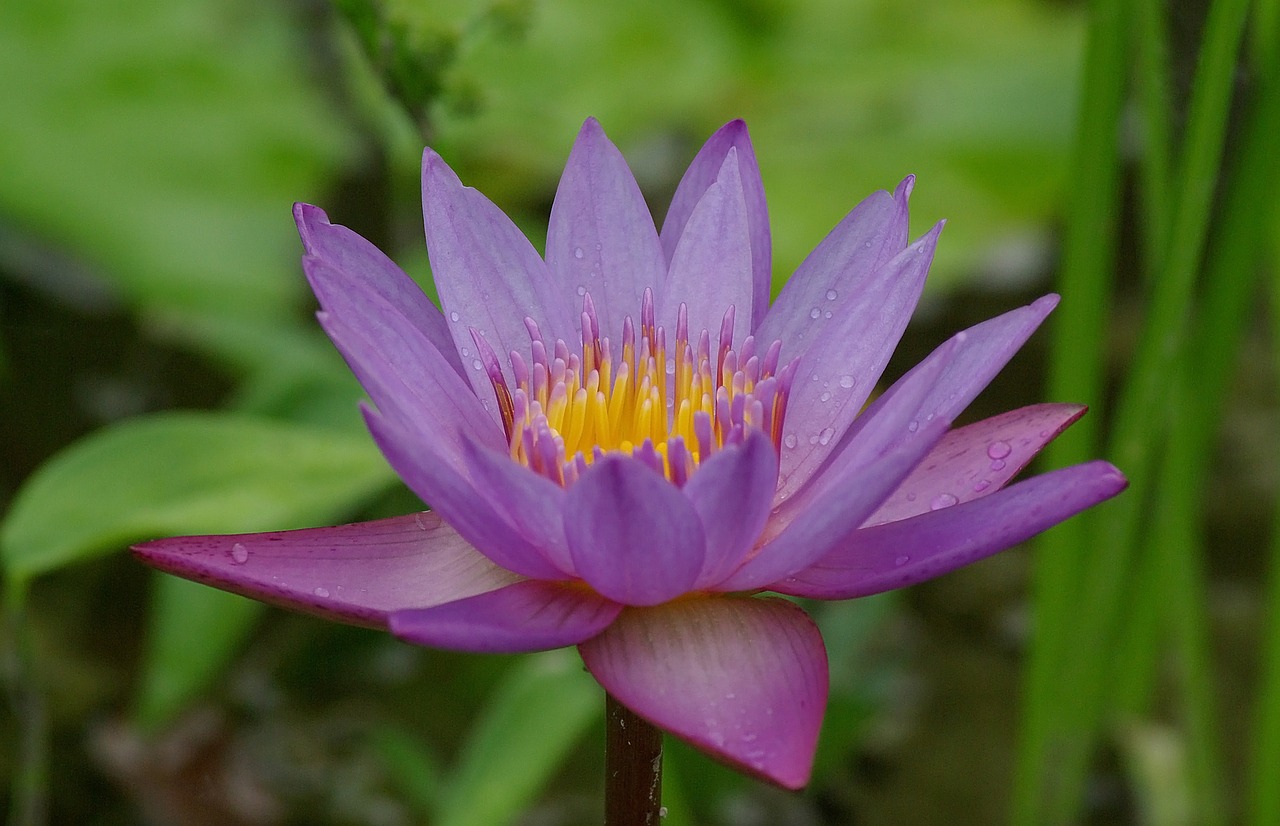 water lily flower bloom free photo