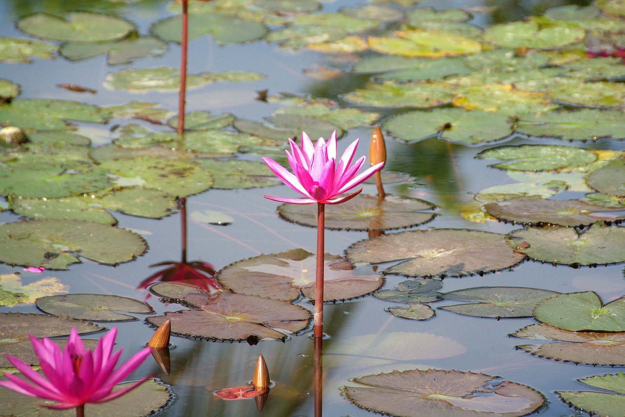 water lily pink aquatic plant free photo