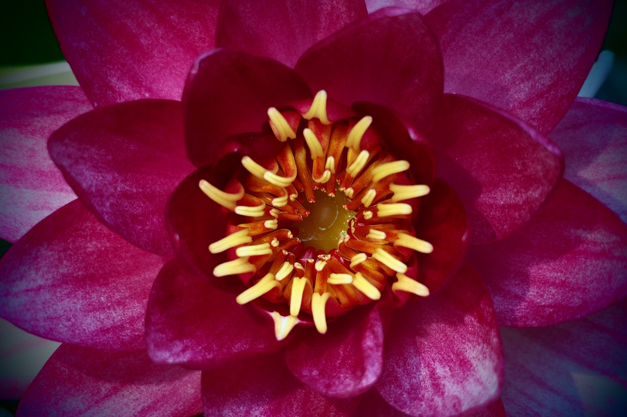 water lily pink floral heart free photo