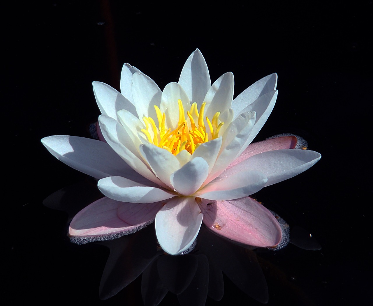 water lily dust plant water plant free photo