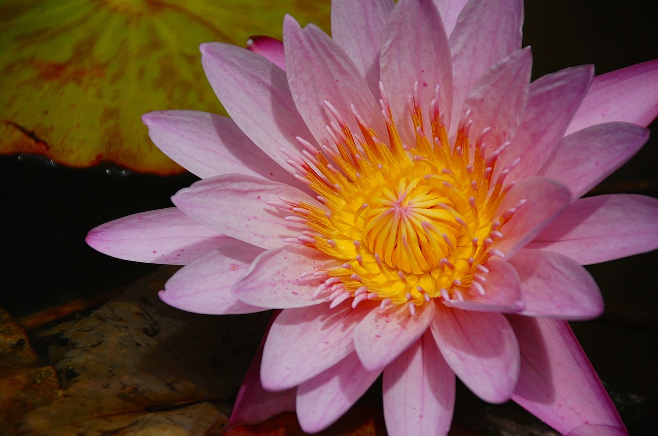 water lily pink flower free photo