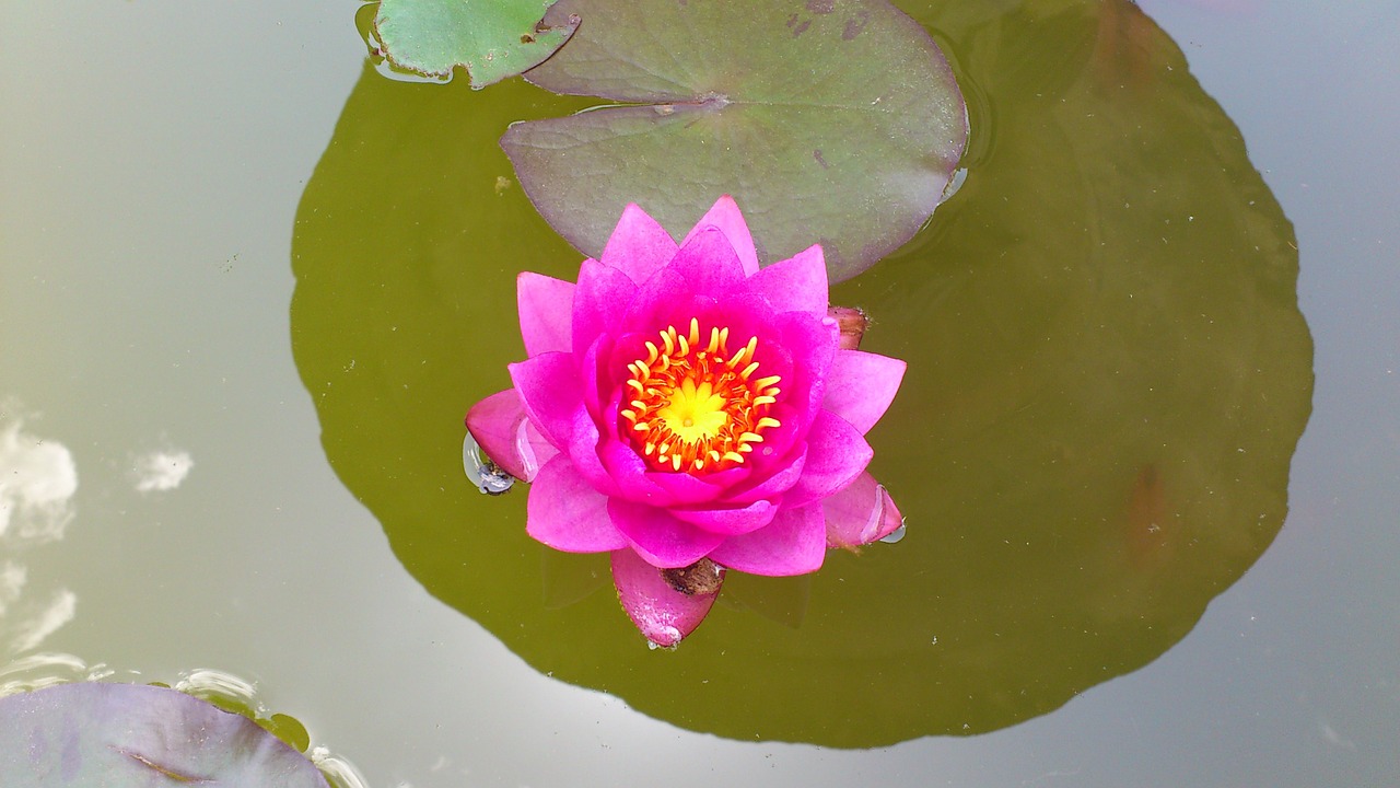 water lily garden flower free photo