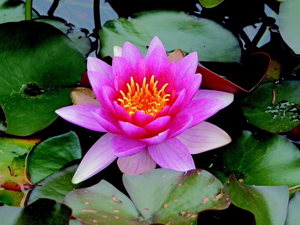 water lily water plant free photo