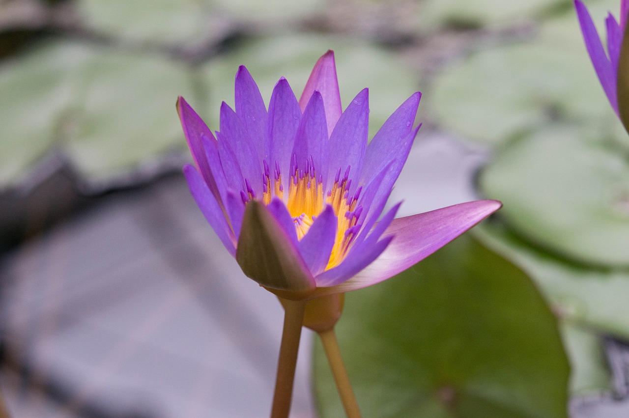 water lily purple aquatic plant free photo