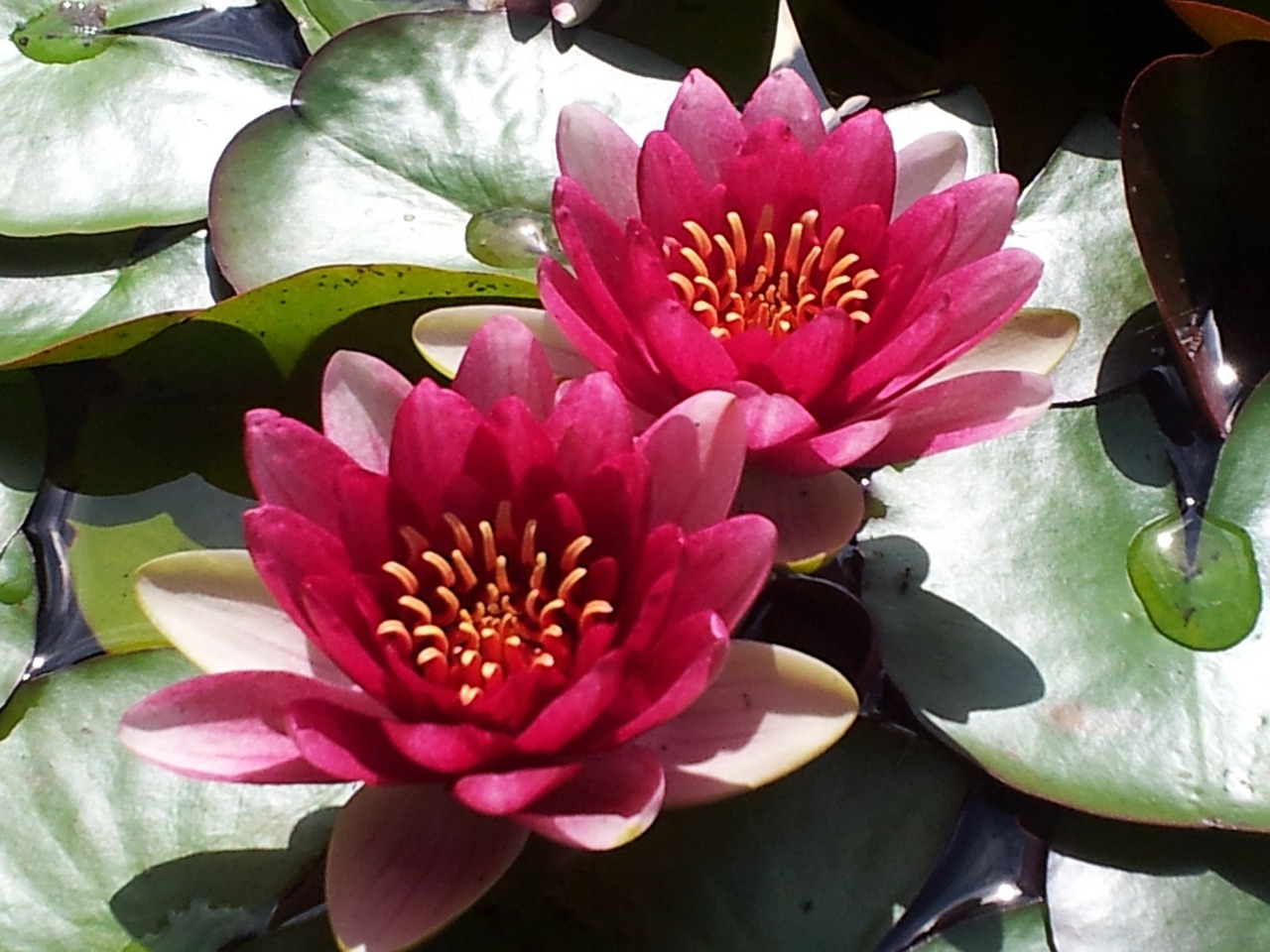 water lily aquatic plant water lilies free photo