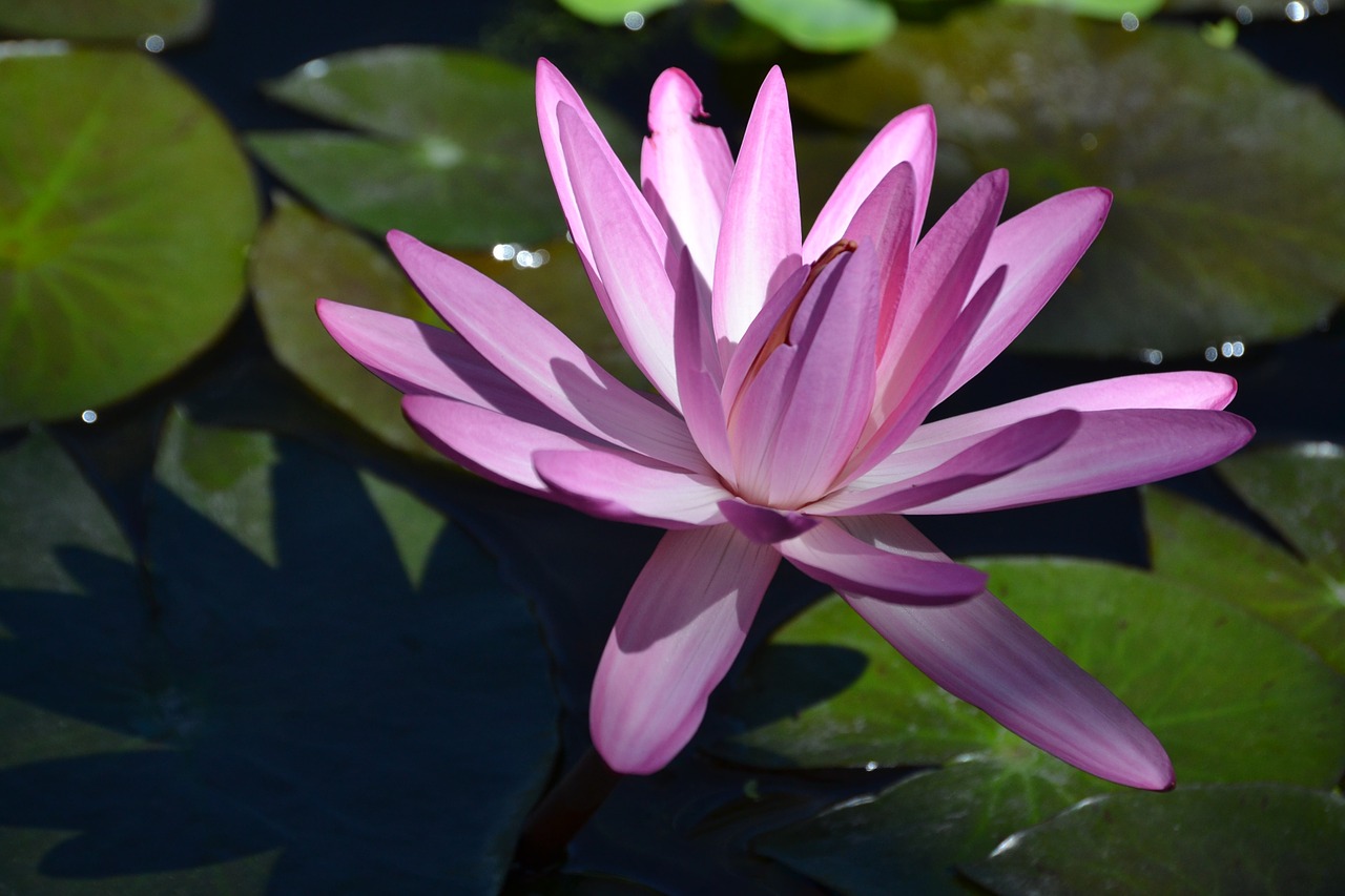 water lily flower water free photo