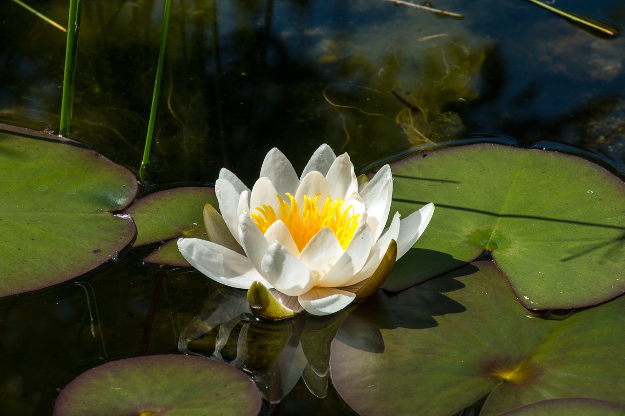 water lily flower aquatic plant free photo