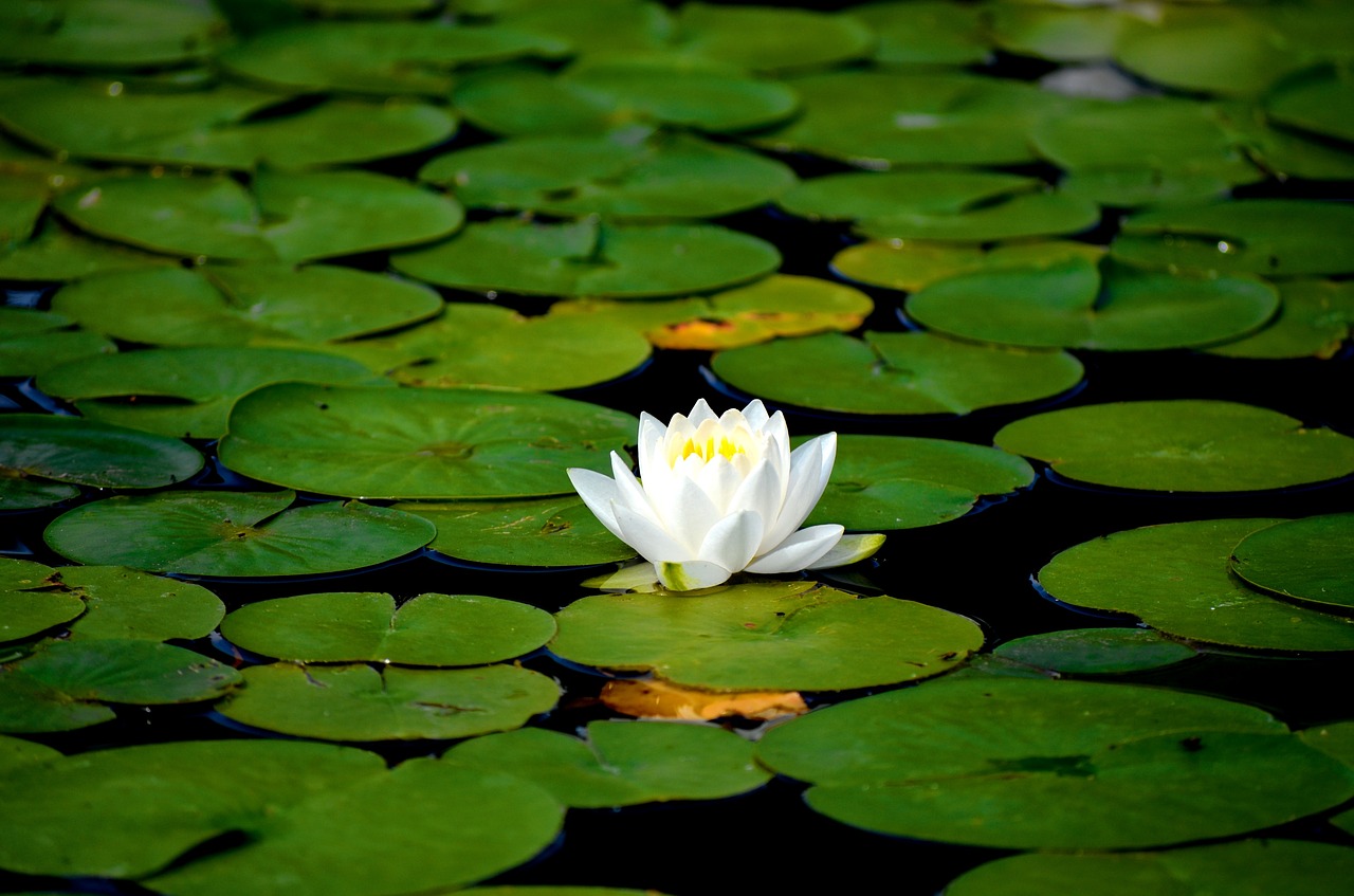 water lily flowers aquatic plant free photo