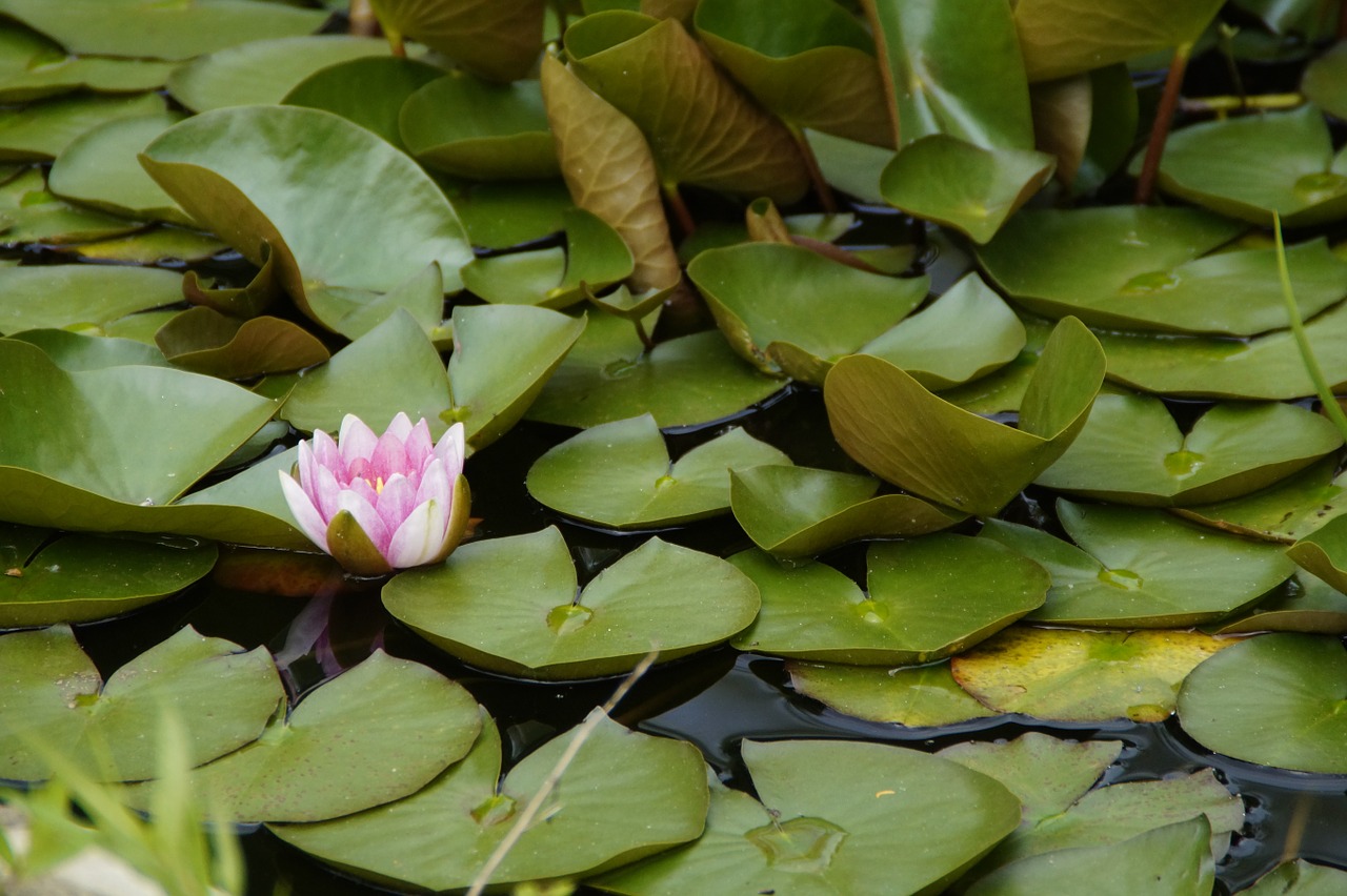 water lily leaves floating plants free photo