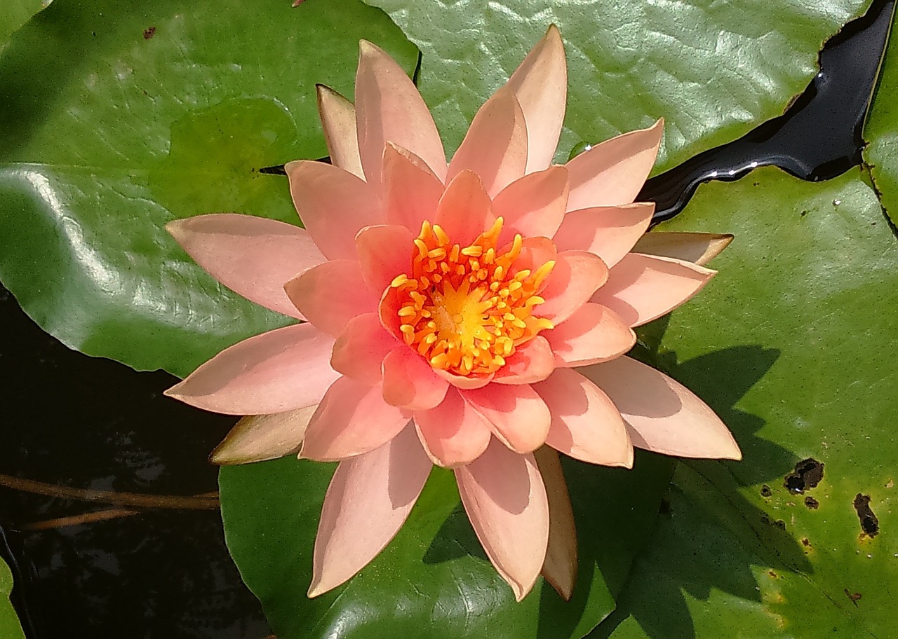 water lily peach glow nymphaeaceae free photo