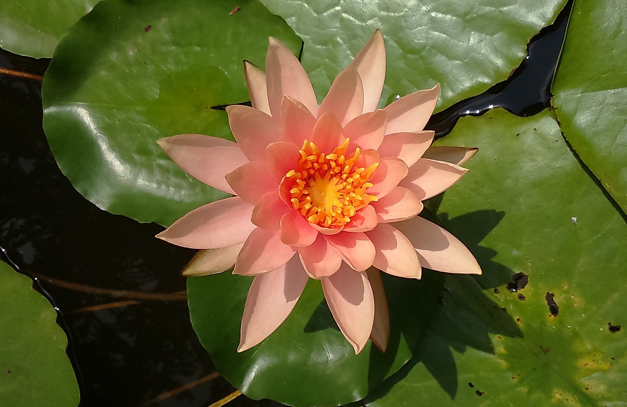 water lily lily nymphaea free photo