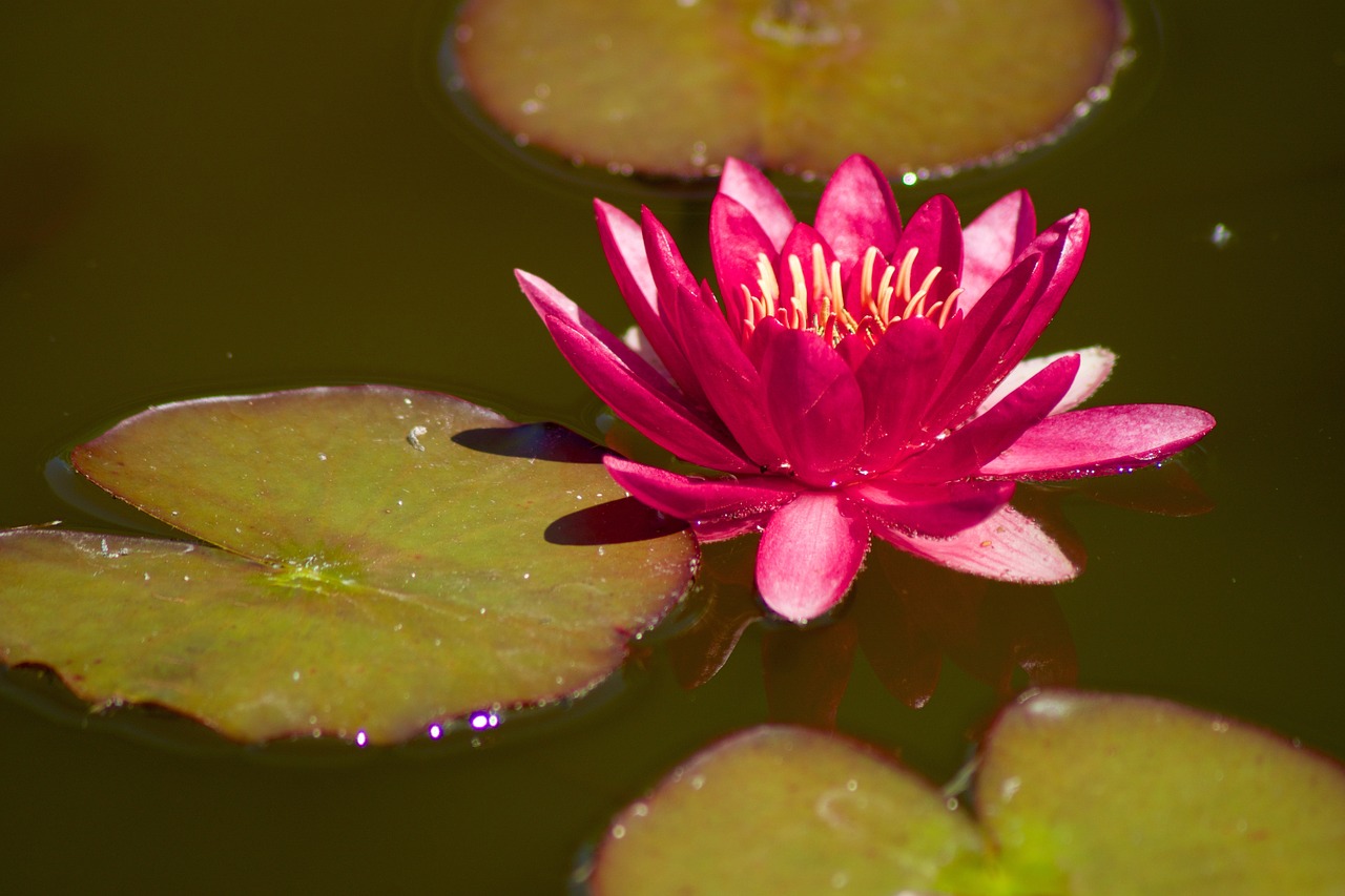 water lily nature aquatic plants free photo