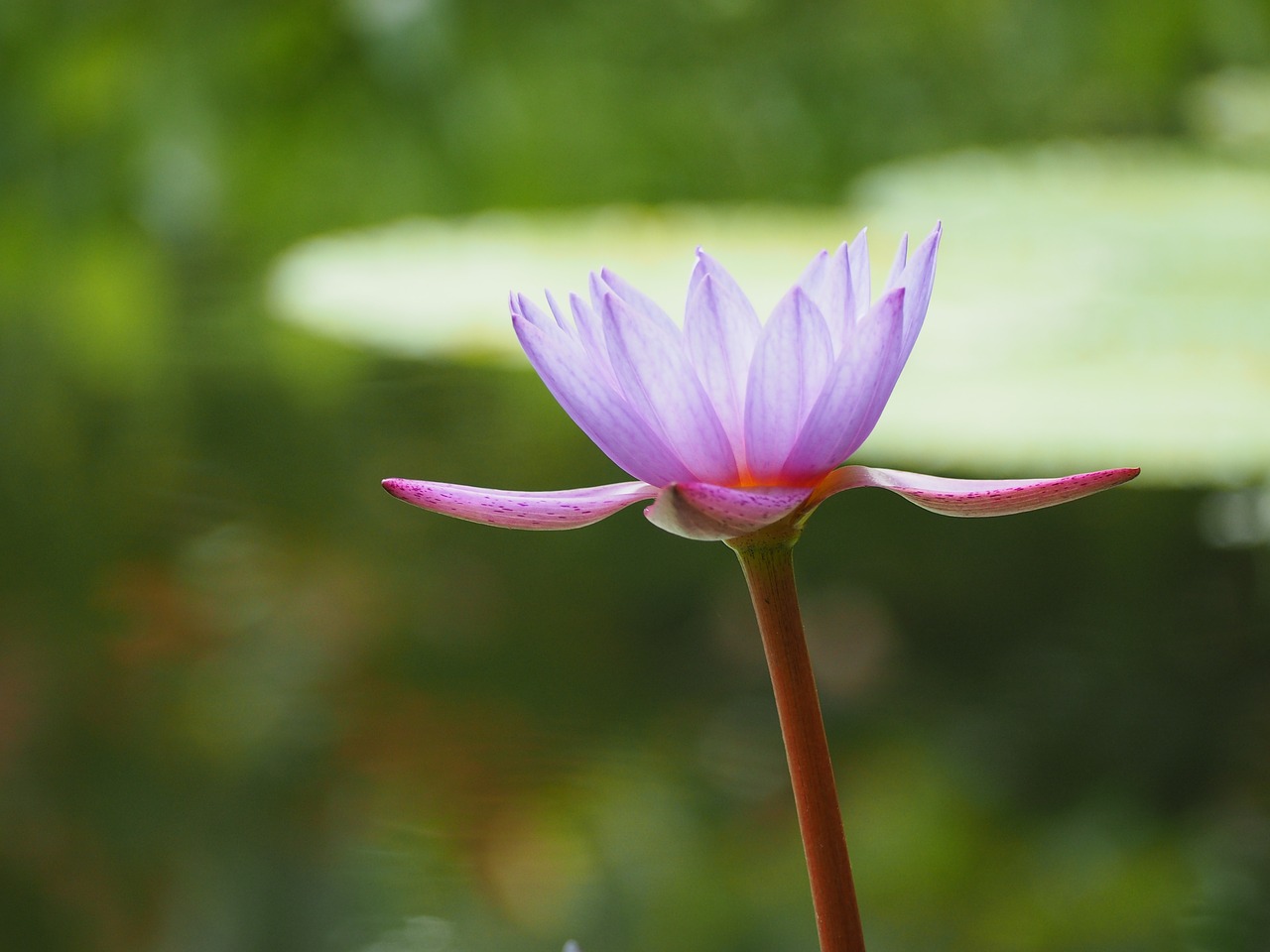 water lily aquatic plant flowers free photo
