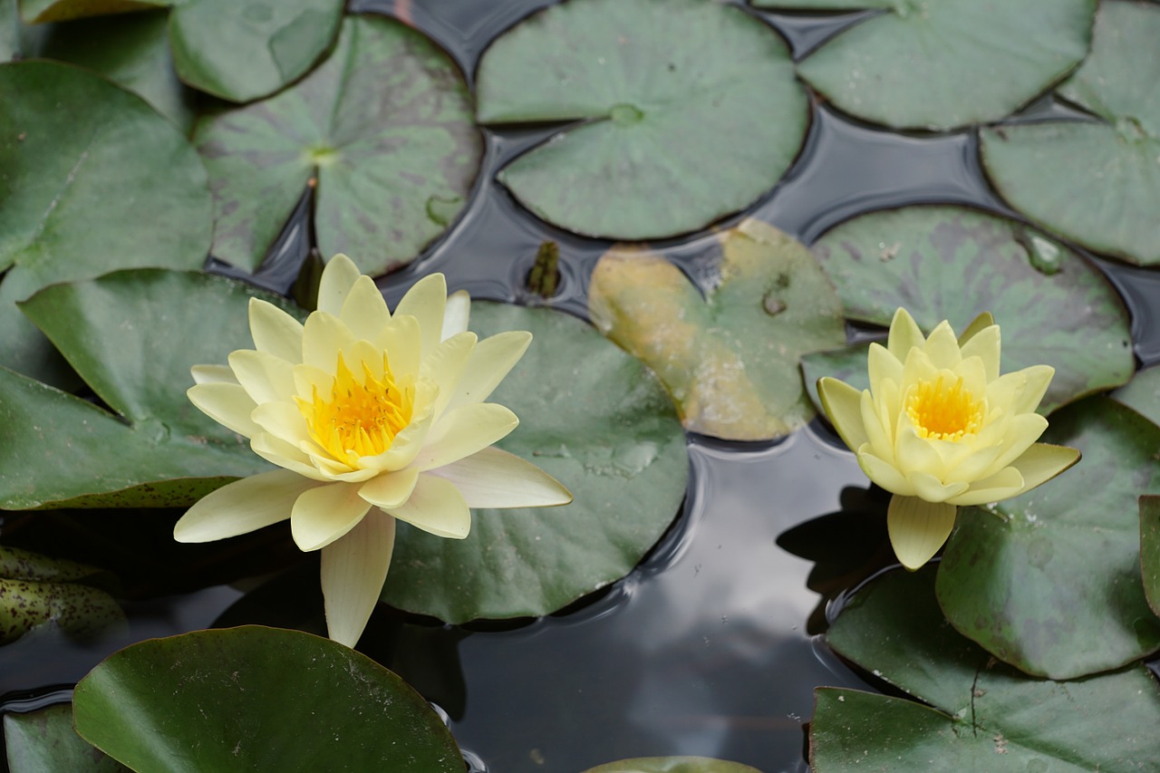 water lily flower yellow free photo