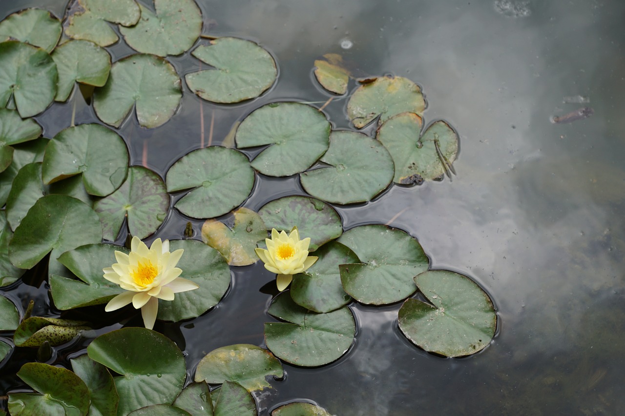 water lily flower yellow free photo