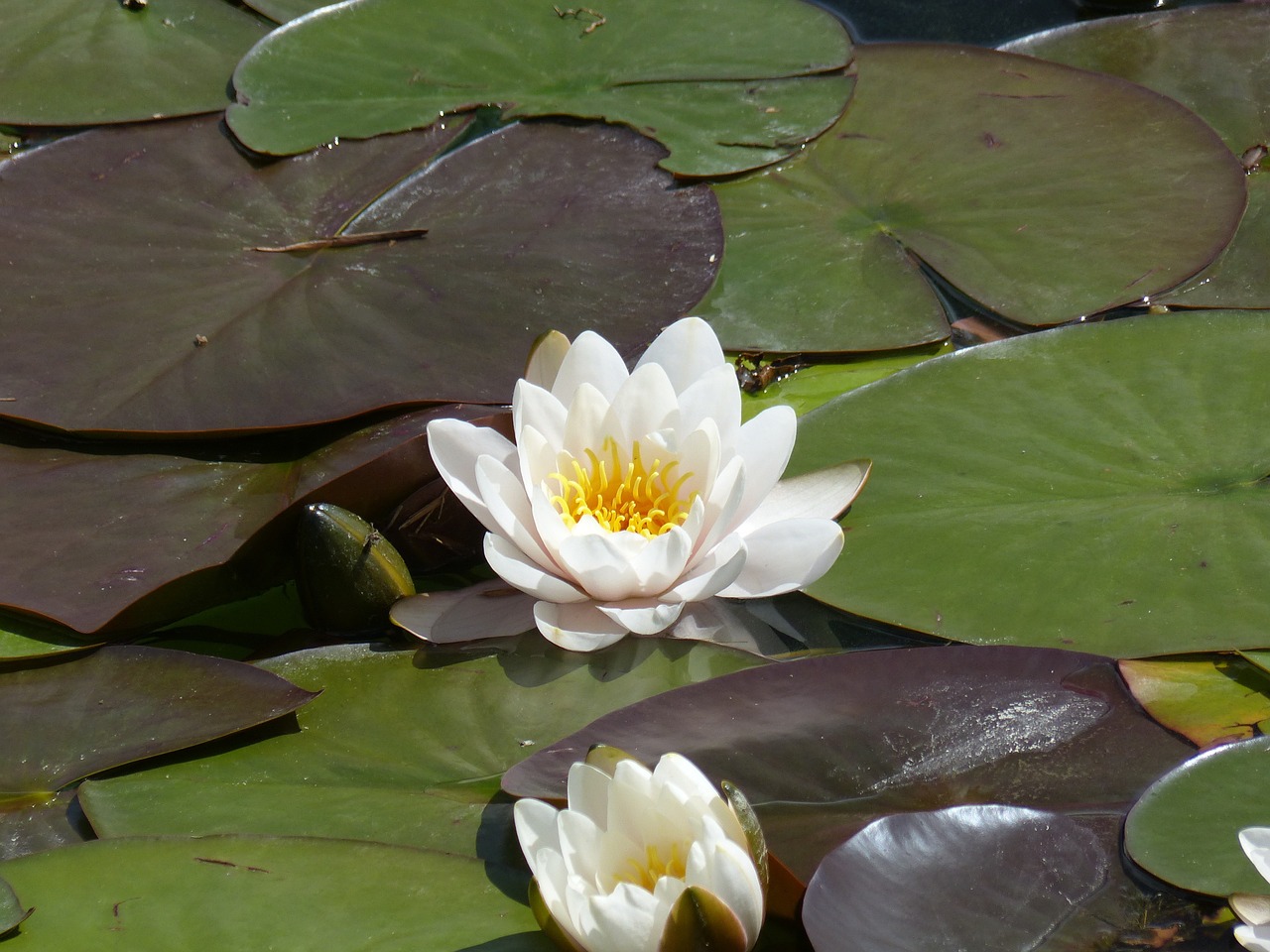 water lily nymphaea floating leaves free photo