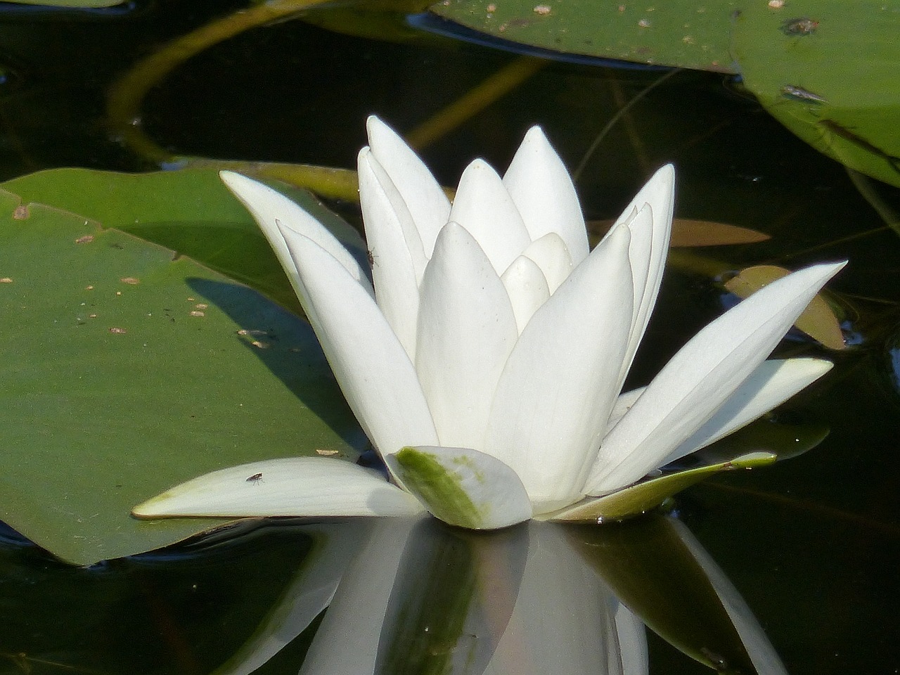 water lily white leaf free photo