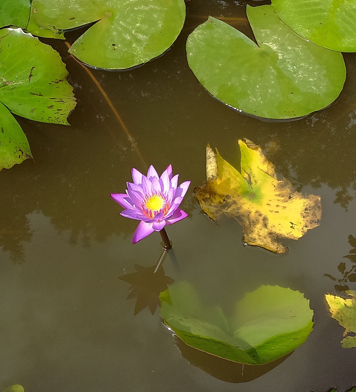 water lily flower purple free photo