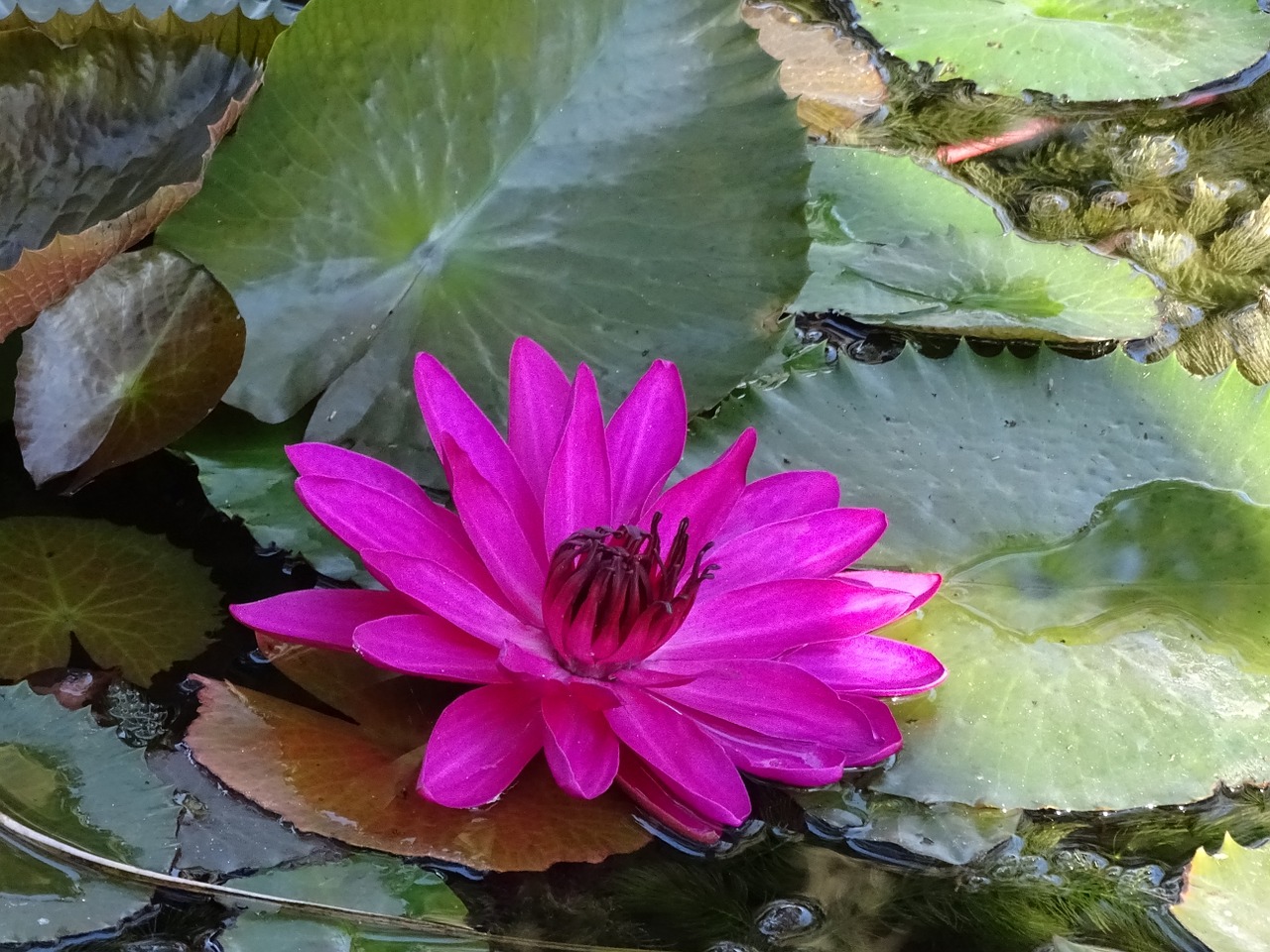 water lily pink nature free photo