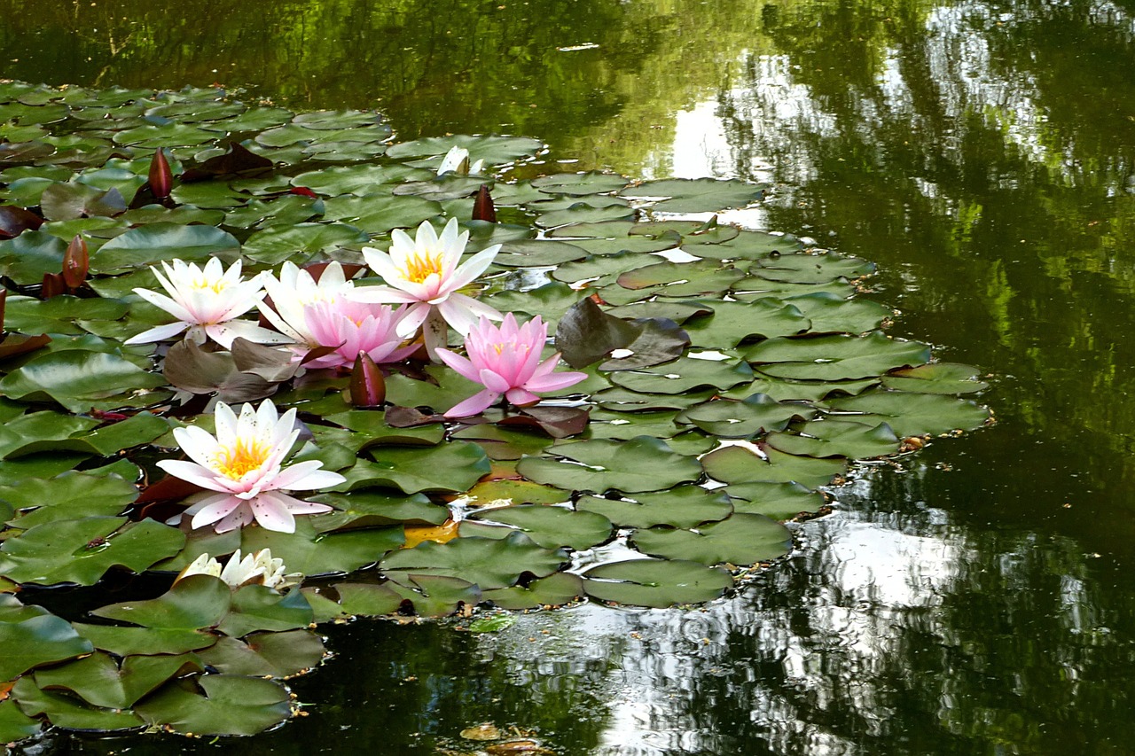 water lily plant nimphaea free photo