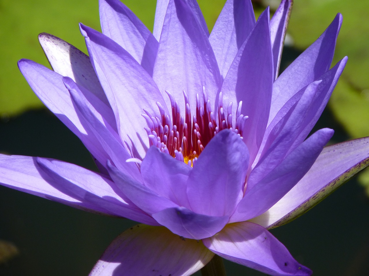 water lily violet water free photo