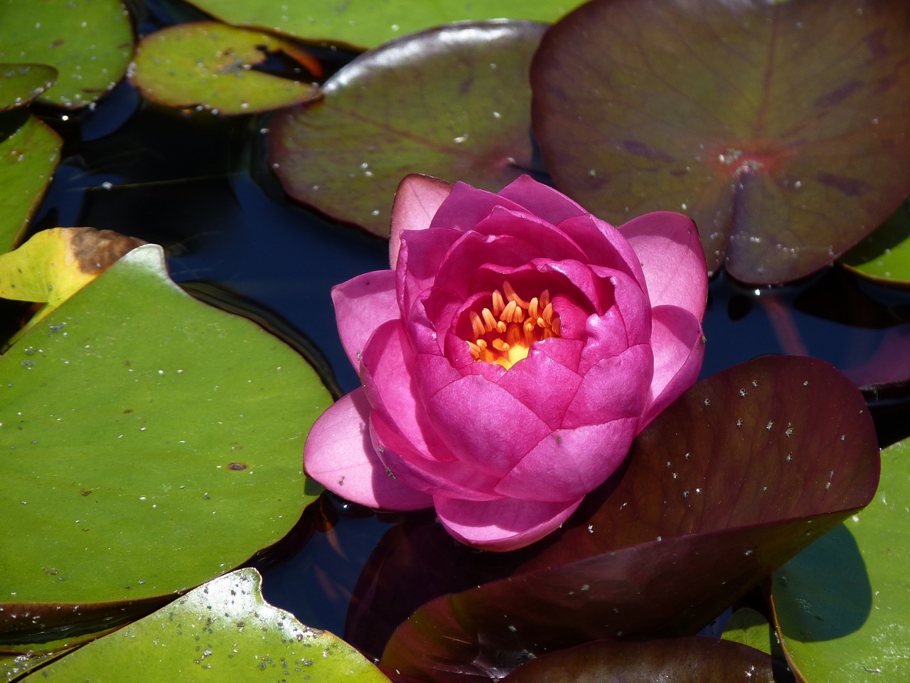 water lily pink lake free photo