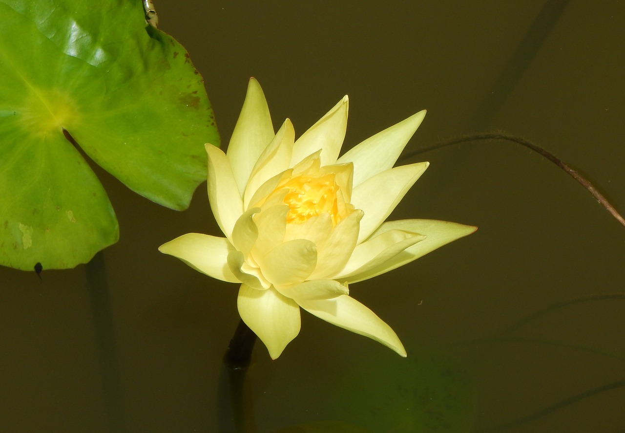 water lily yellow flower free photo