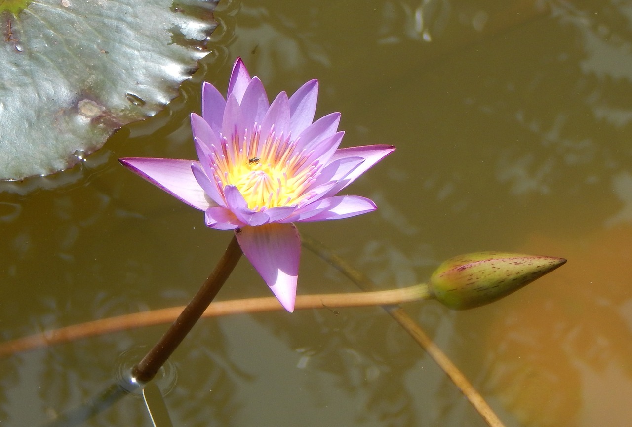 water lily flower purple free photo