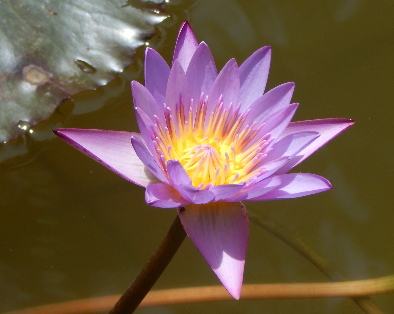 water lily flower purple free photo