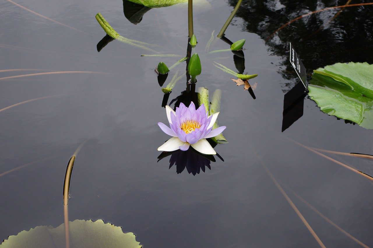 water lily pond flower free photo