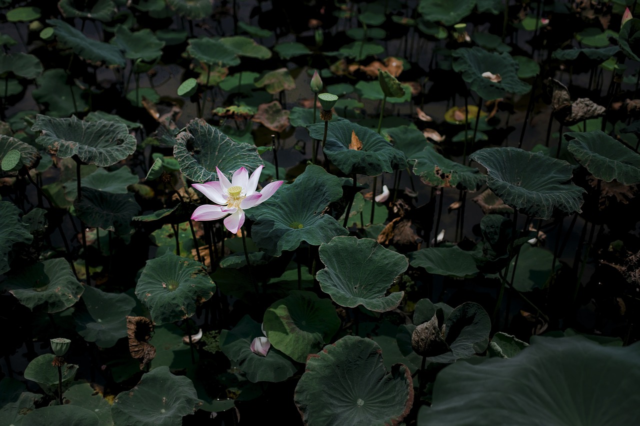 water lily scene petal free photo