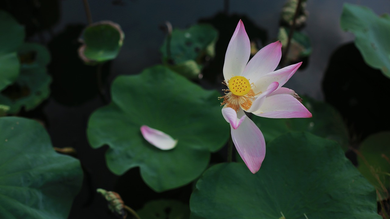 water lily flower scene free photo