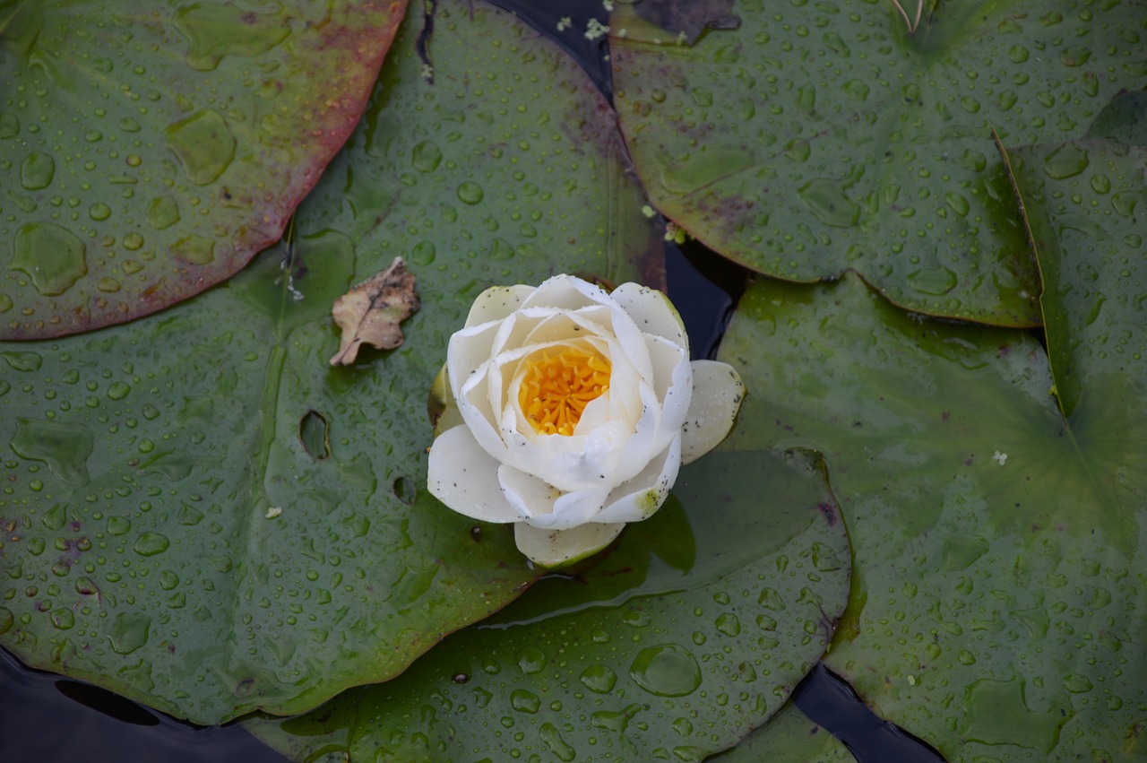 water lily blossom bloom free photo