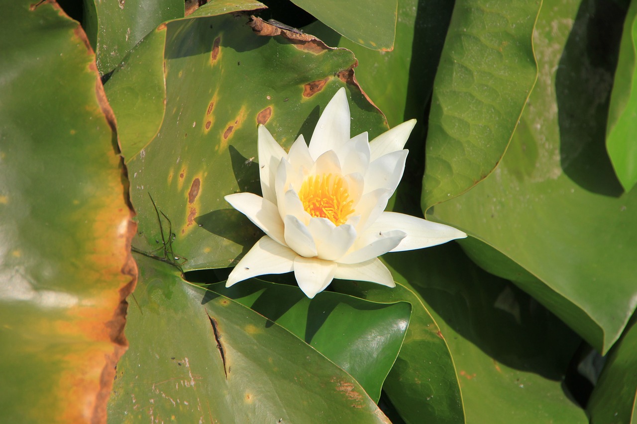 water lily lotus lake free photo