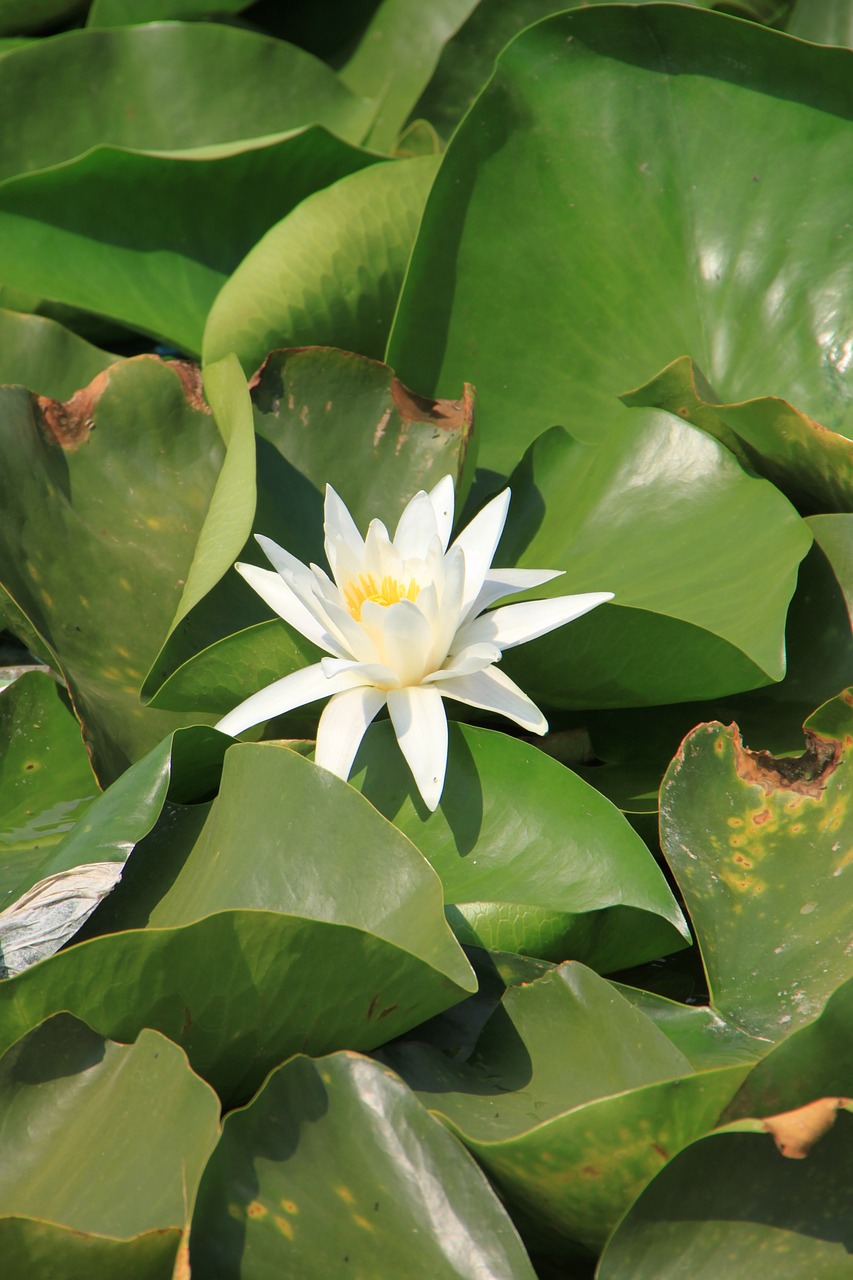 water lily lotus lake free photo